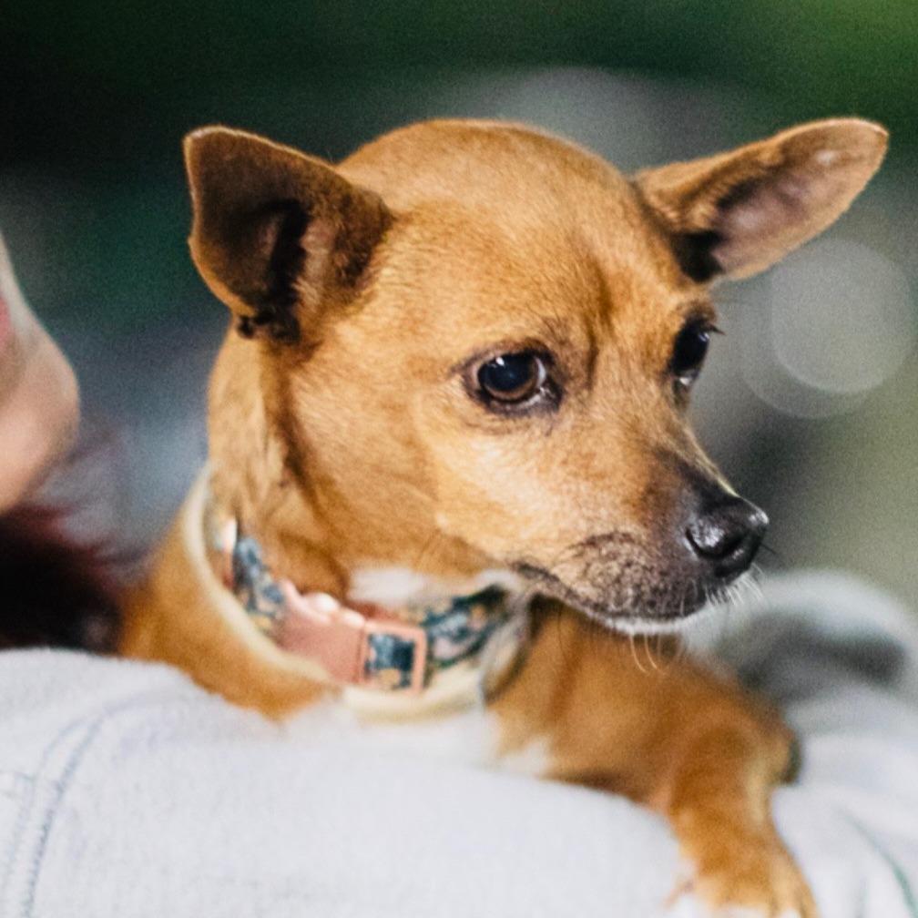 Enlarge Clove, a Adoptable Chihuahua in Pacifica, CA image 2/3