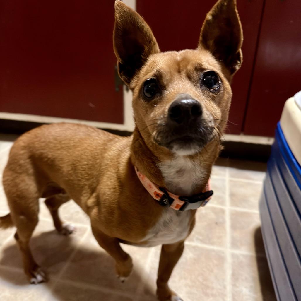 Enlarge Clove, a Adoptable Chihuahua in Pacifica, CA image 3/3