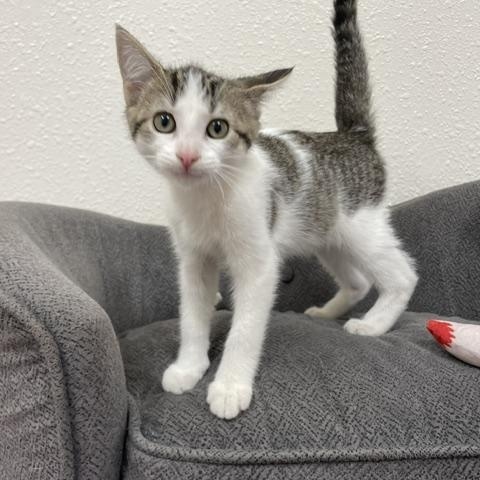 Poppi, ADOPTABLE, Kitten Male Domestic Short Hair.