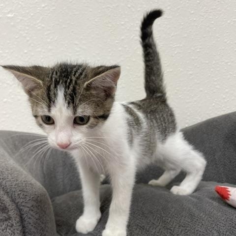 Poppi, a ADOPTABLE Domestic Short Hair in Red Wing, MN image 2/4