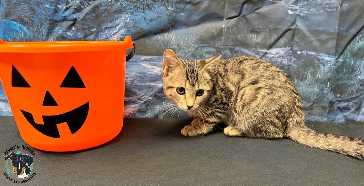 Briar Rose, a Adoptable Domestic Short Hair in Huntington, WV image 1/5