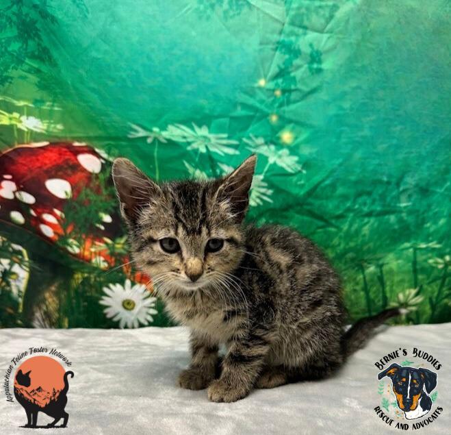 Briar Rose, a Adoptable Domestic Short Hair in Huntington, WV image 2/5