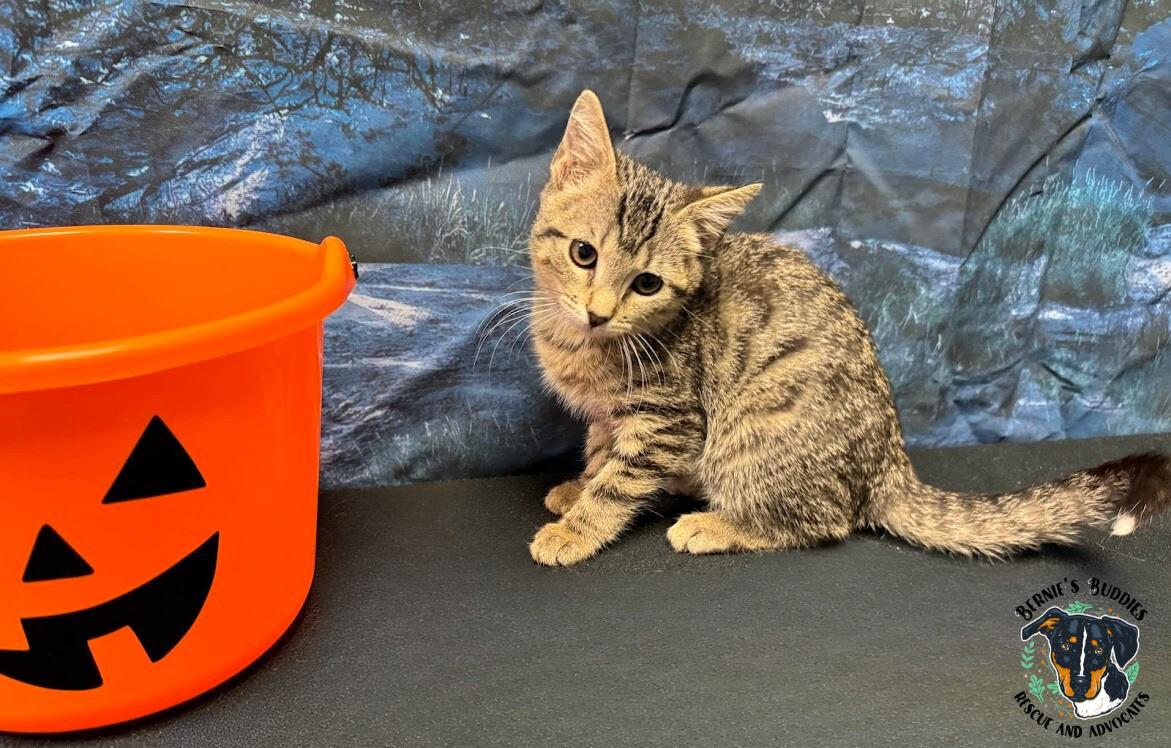 Briar Rose, a Adoptable Domestic Short Hair in Huntington, WV image 3/5