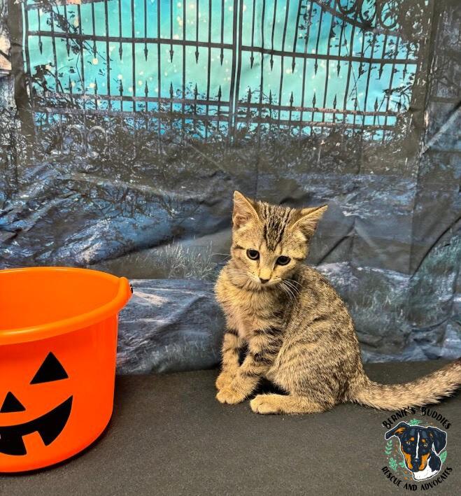 Briar Rose, a Adoptable Domestic Short Hair in Huntington, WV image 4/5