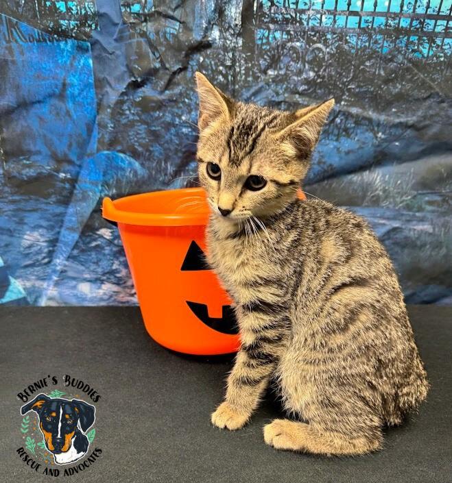 Briar Rose, a Adoptable Domestic Short Hair in Huntington, WV image 5/5