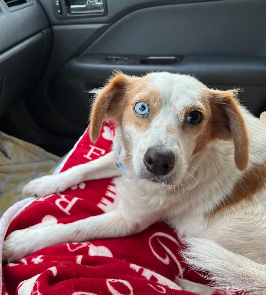 Quinley, Adoptable, Adult Female Brittany Spaniel.