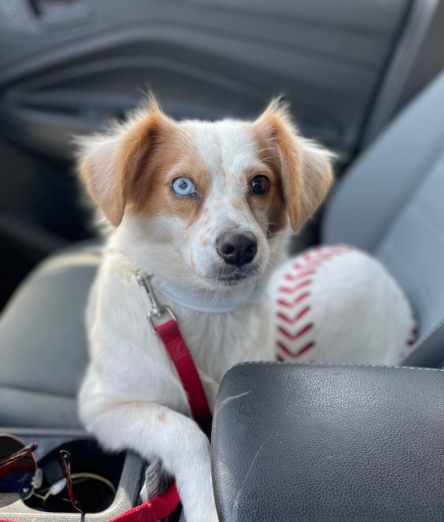 Quinley, Adoptable, Adult Female Brittany Spaniel.