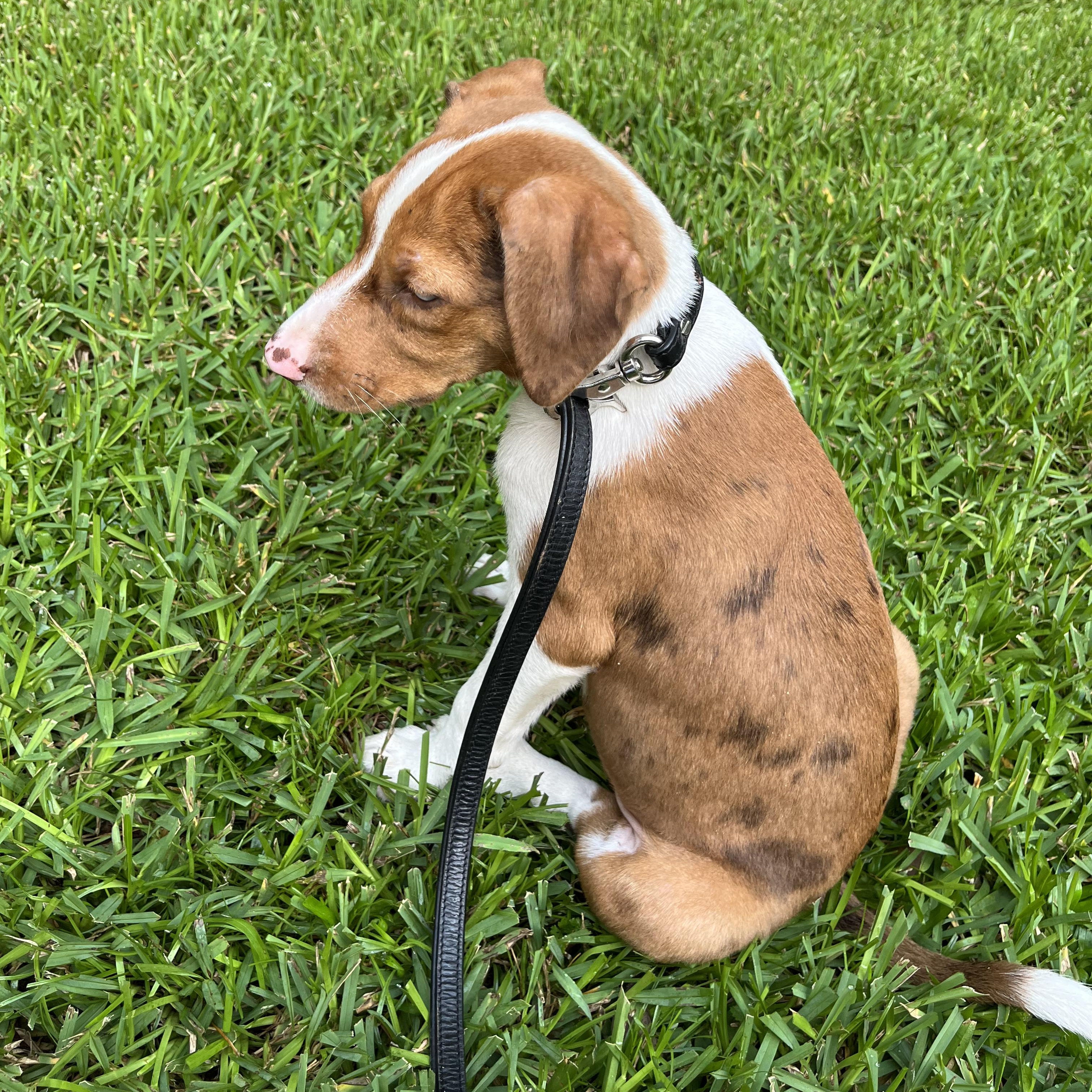 Enlarge Jazz, a Adopted mixed breed in Brenham, TX image 1/3