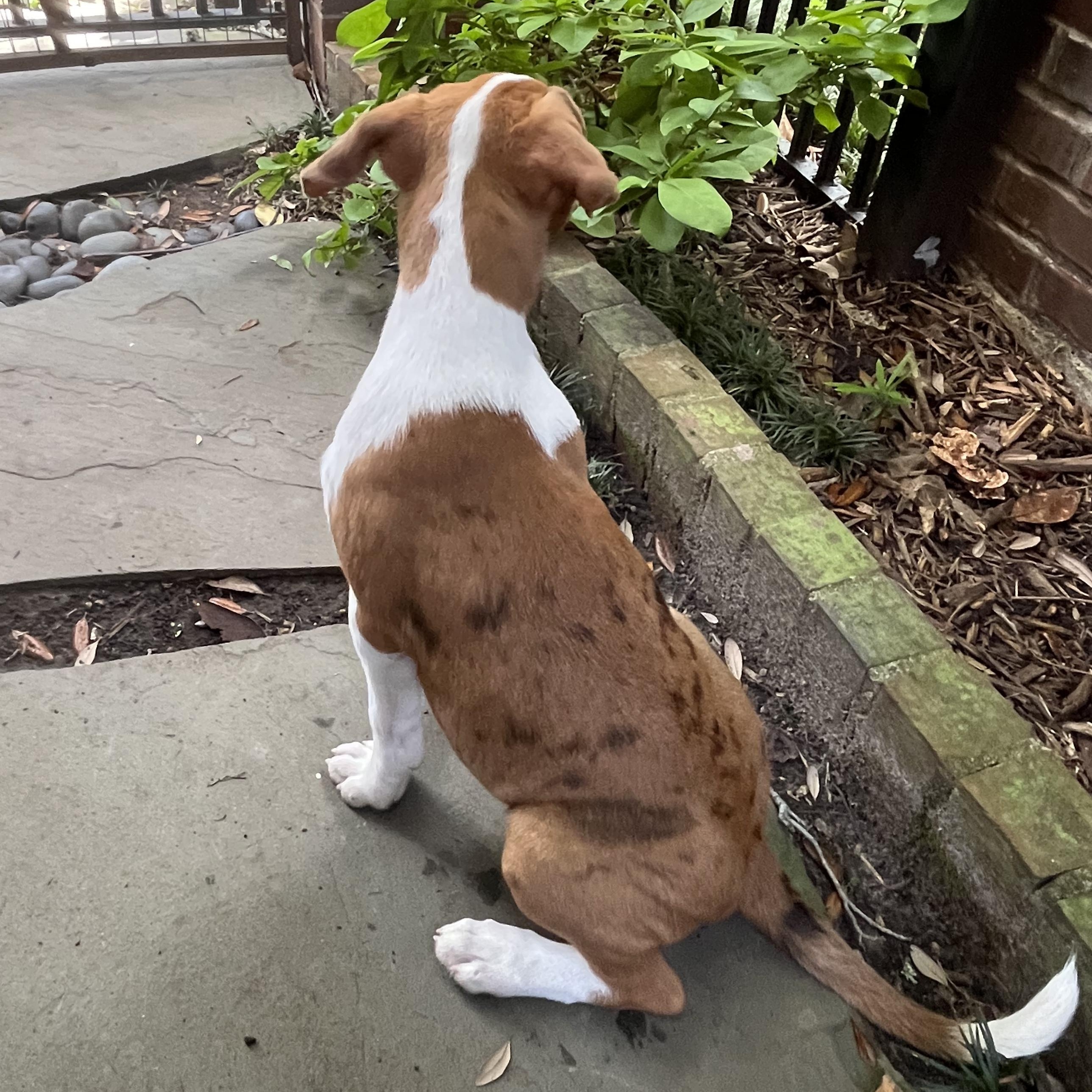 Enlarge Jazz, a Adopted mixed breed in Brenham, TX image 3/3