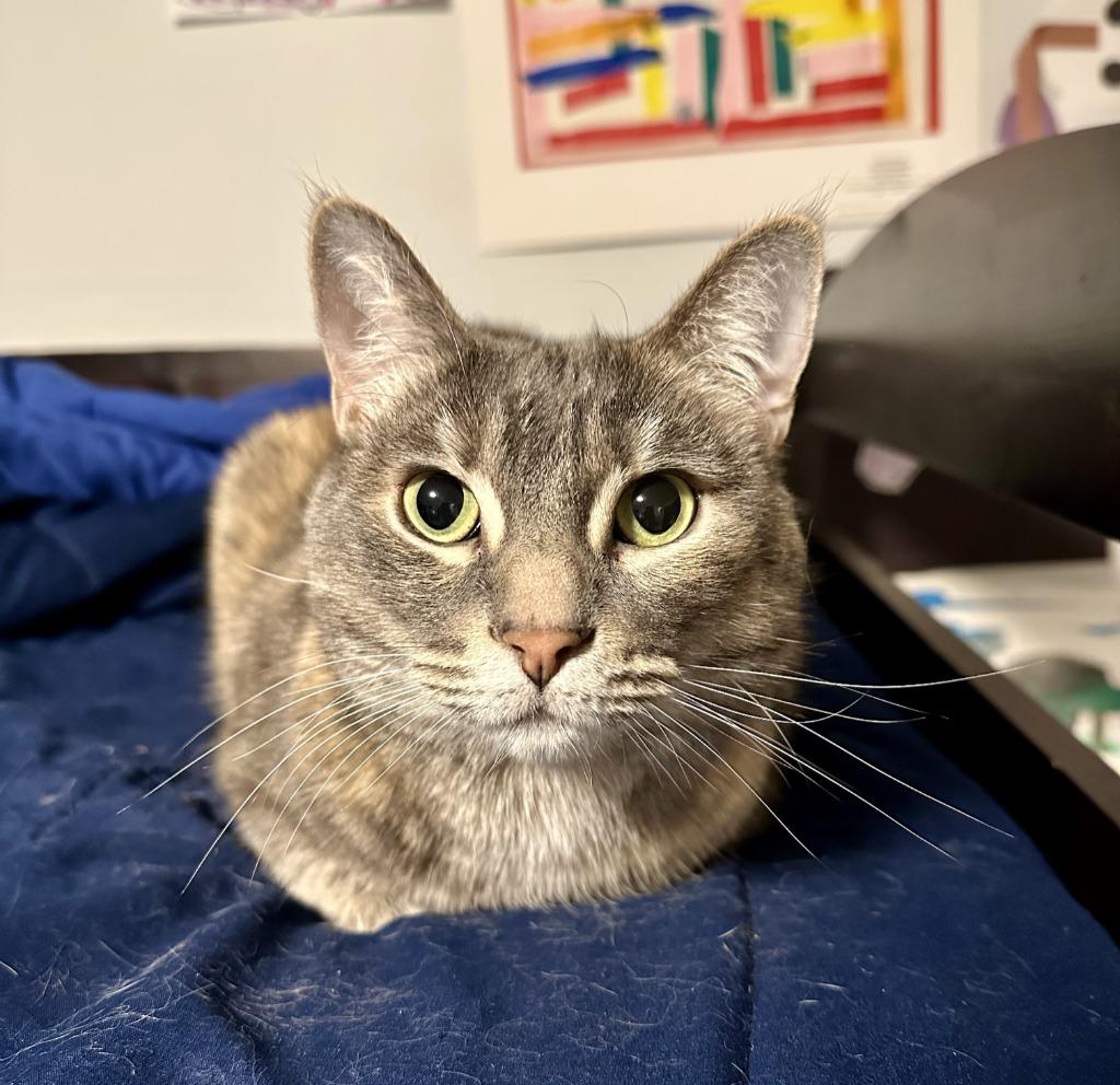 Ginger, Adoptable, Adult Female Domestic Short Hair.