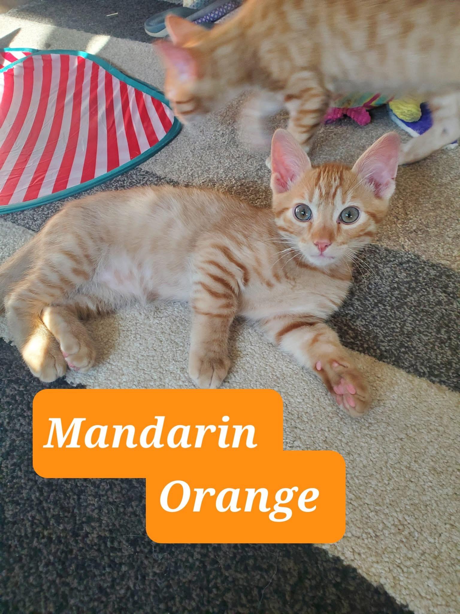 Mandarin Orange