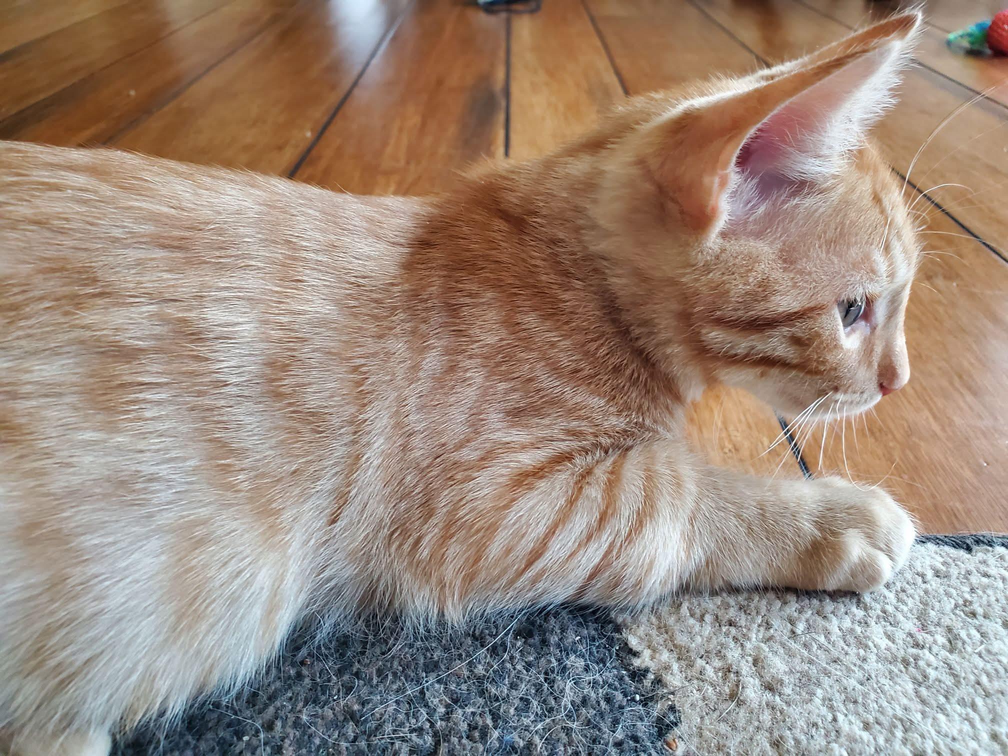 Mandarin Orange