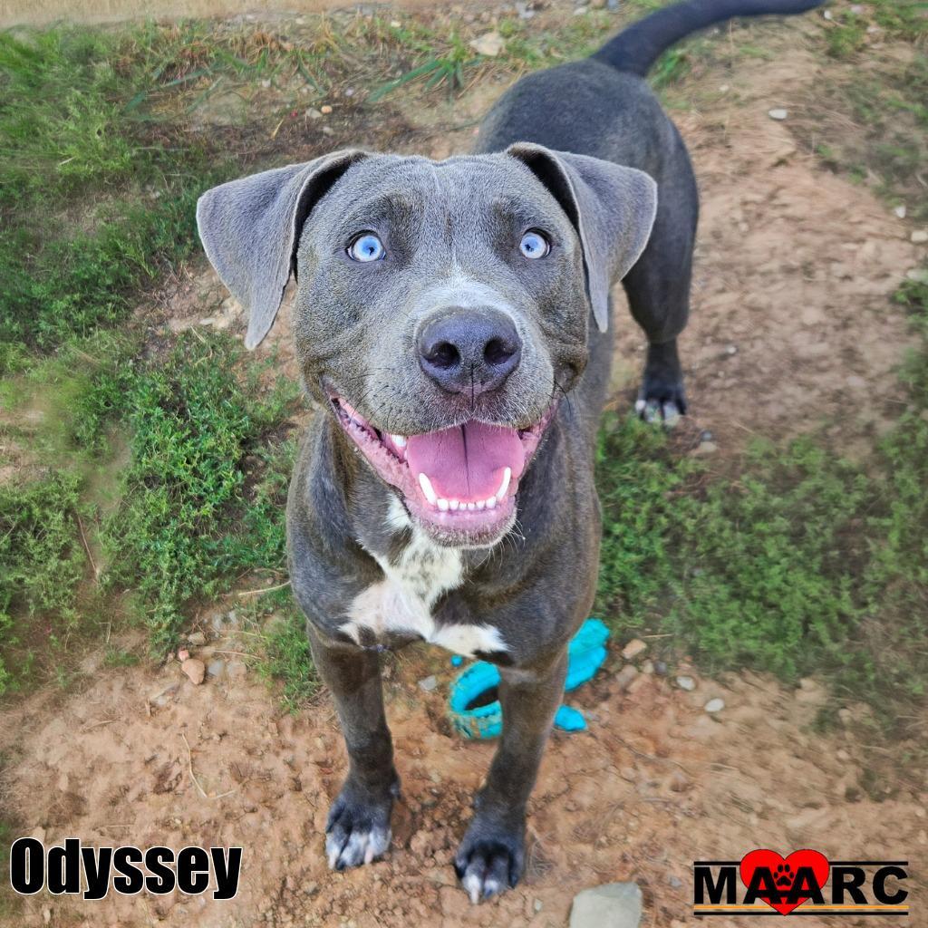 Enlarge Odyssey, a Adoptable Pit Bull Terrier in Maryville, TN image 1/1