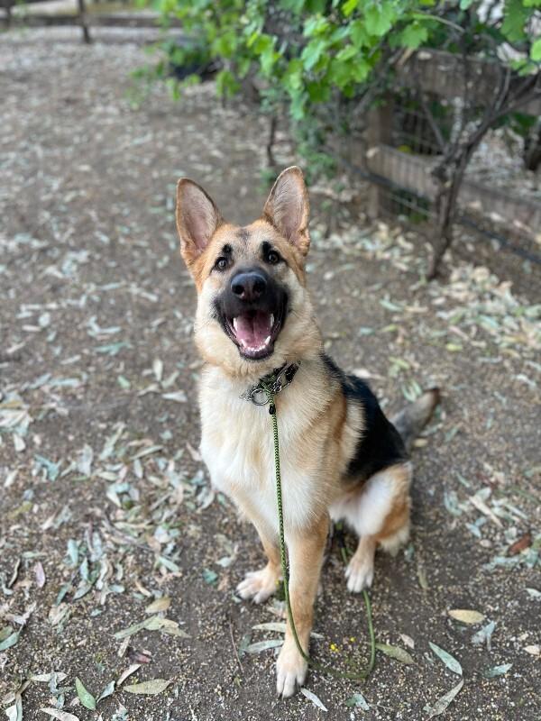 Enlarge Maggie (fka Jaylen), a Adoptable German Shepherd Dog in Manhattan Beach, CA image 1/6