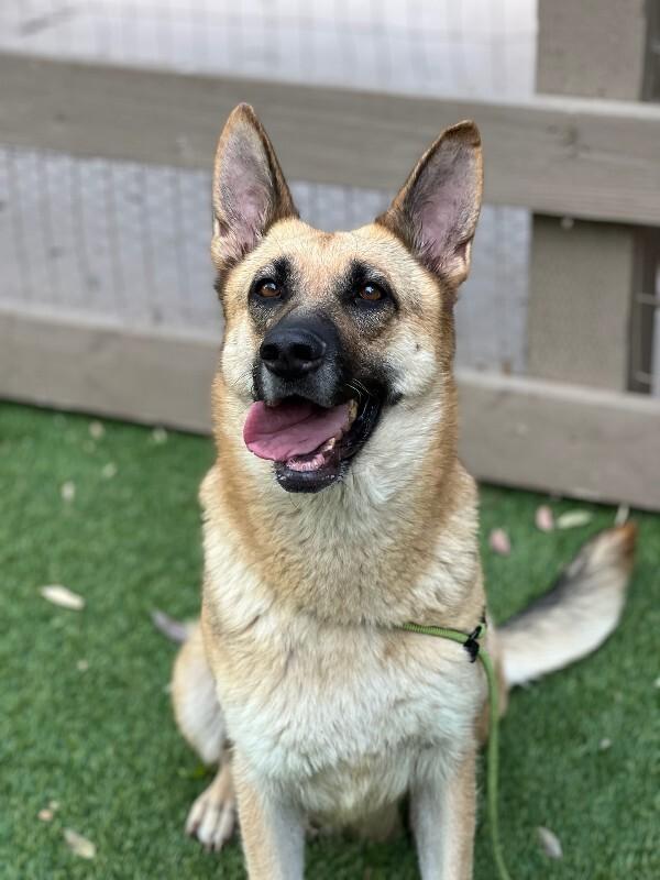 Enlarge Maggie (fka Jaylen), a Adoptable German Shepherd Dog in Manhattan Beach, CA image 2/6