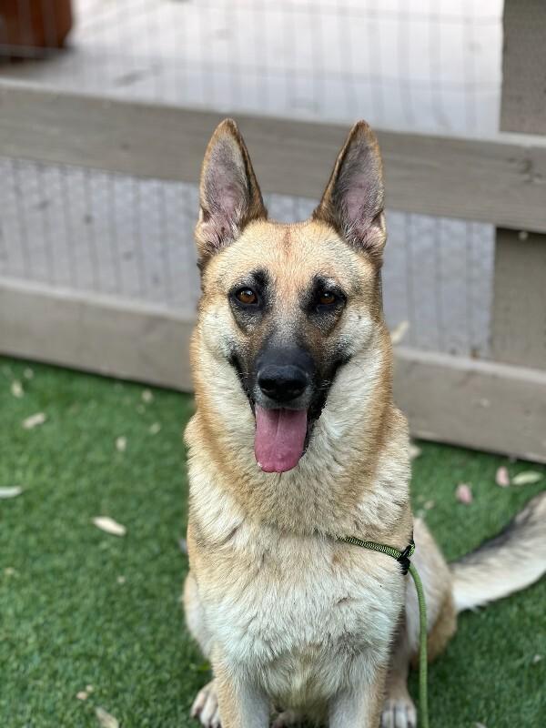 Enlarge Maggie (fka Jaylen), a Adoptable German Shepherd Dog in Manhattan Beach, CA image 3/6