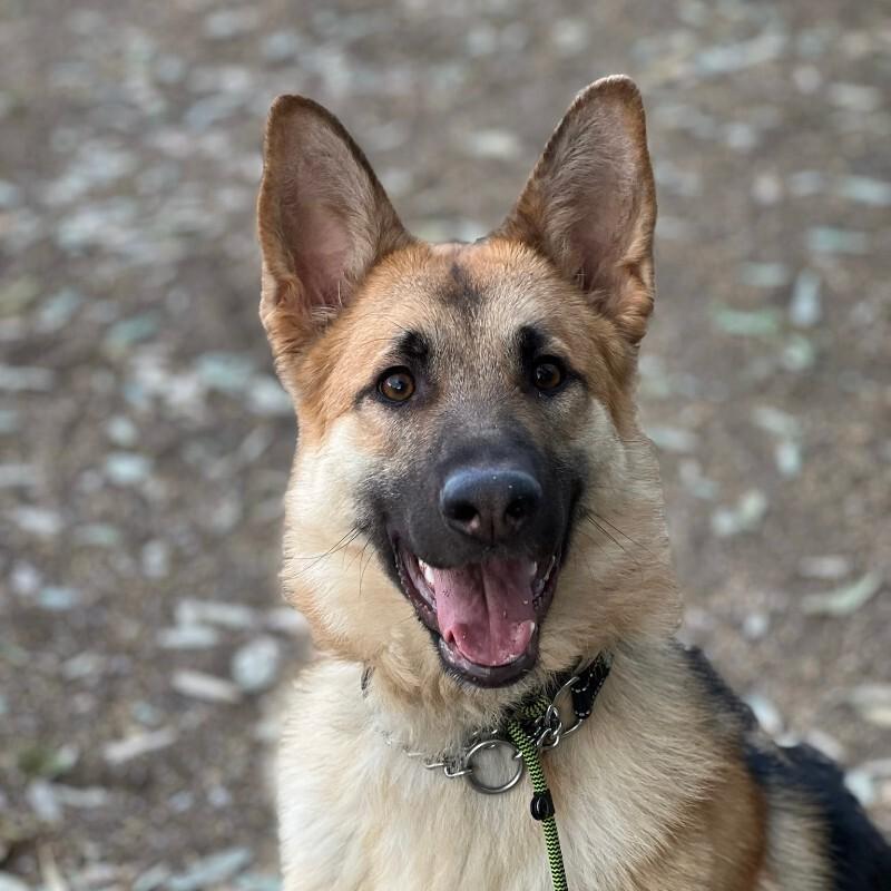 Enlarge Maggie (fka Jaylen), a Adoptable German Shepherd Dog in Manhattan Beach, CA image 4/6