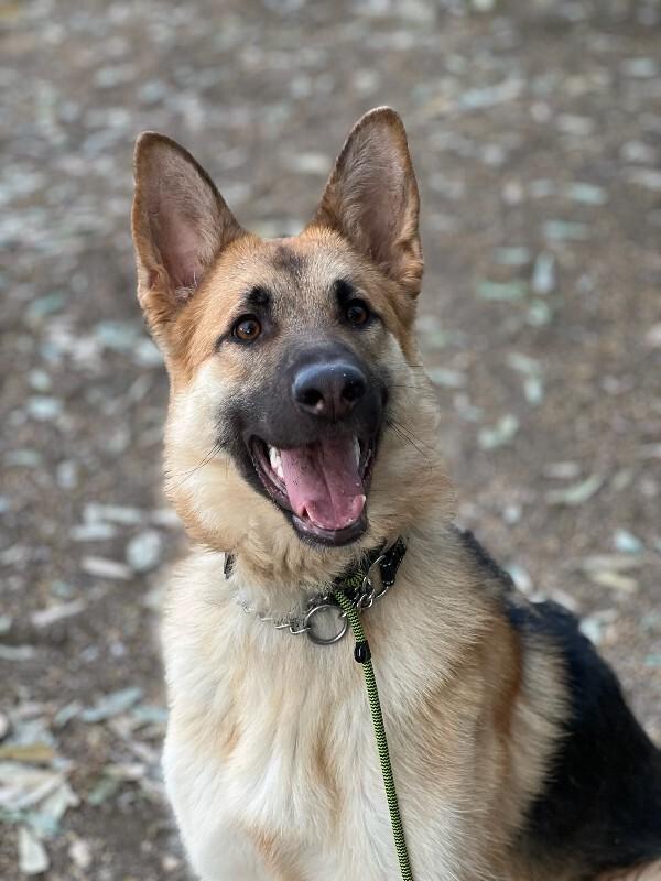 Enlarge Maggie (fka Jaylen), a Adoptable German Shepherd Dog in Manhattan Beach, CA image 5/6