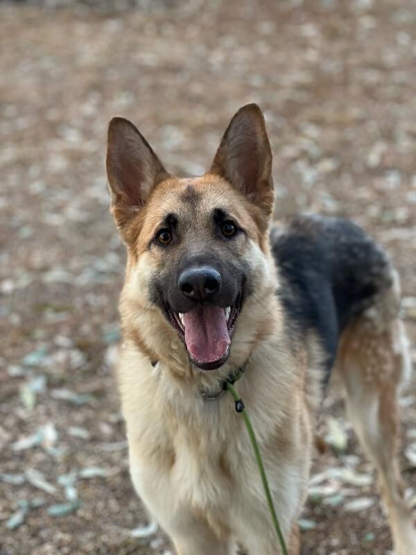 Enlarge Maggie (fka Jaylen), a Adoptable German Shepherd Dog in Manhattan Beach, CA image 6/6