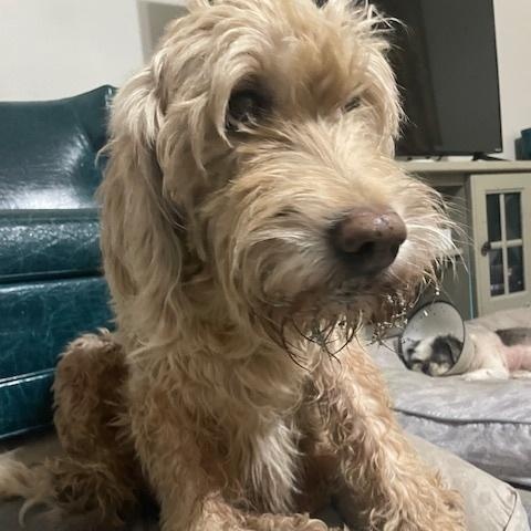 Enlarge Daisy, an adopted Labradoodle in Brattleboro, VT image 2/6