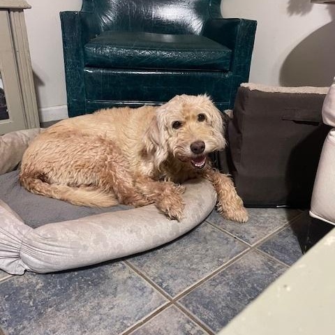 Enlarge Daisy, an adopted Labradoodle in Brattleboro, VT image 1/6