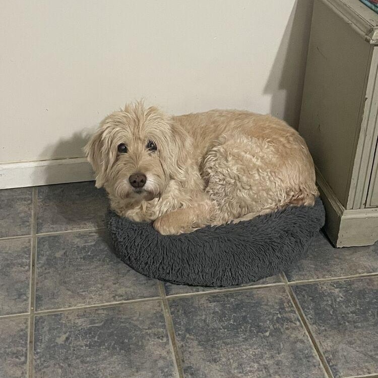 Enlarge Daisy, an adopted Labradoodle in Brattleboro, VT image 4/6