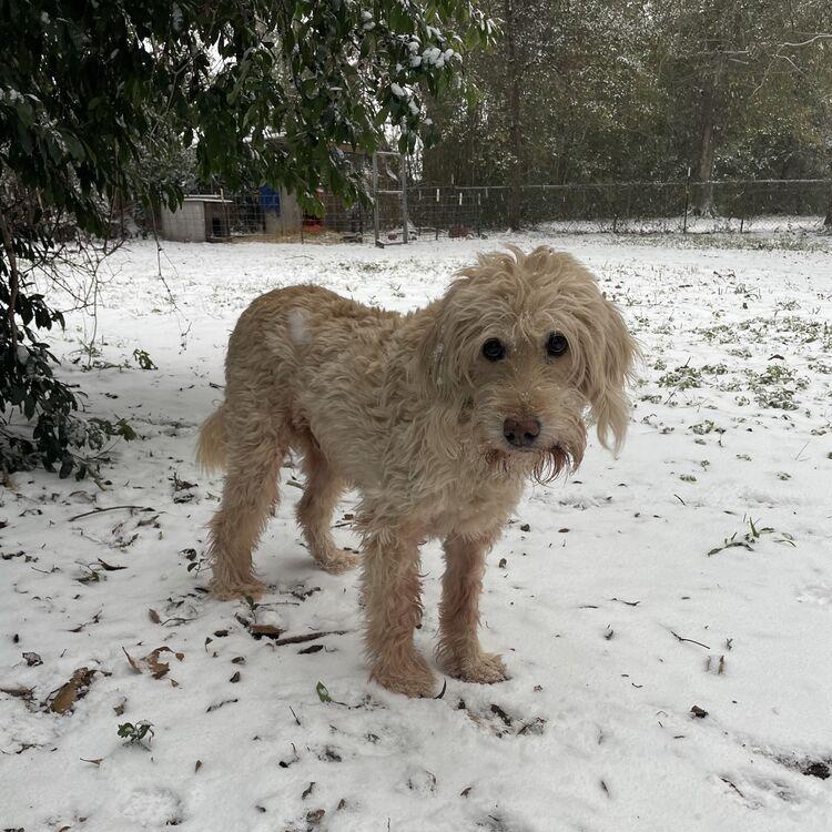 Enlarge Daisy, an adopted Labradoodle in Brattleboro, VT image 5/6