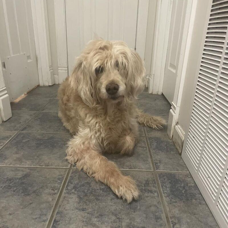 Enlarge Daisy, an adopted Labradoodle in Brattleboro, VT image 3/6