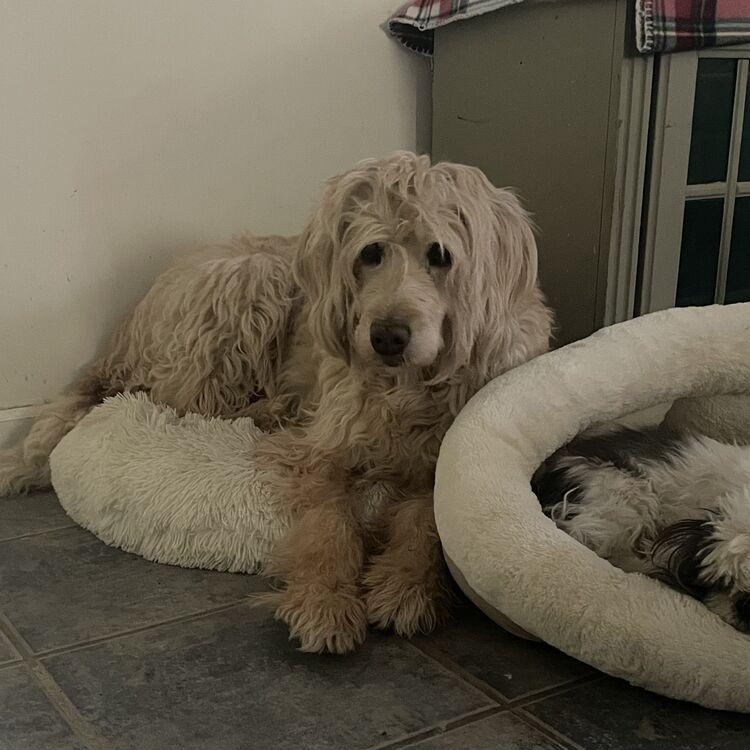 Enlarge Daisy, an adopted Labradoodle in Brattleboro, VT image 6/6
