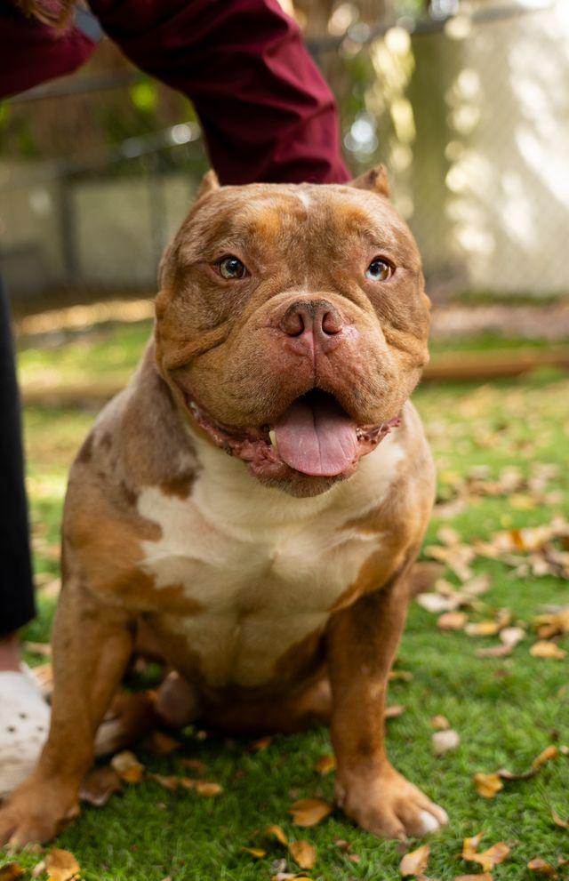 Mac, a ADOPTABLE Pit Bull Terrier in Lauderhill, FL image 2/2