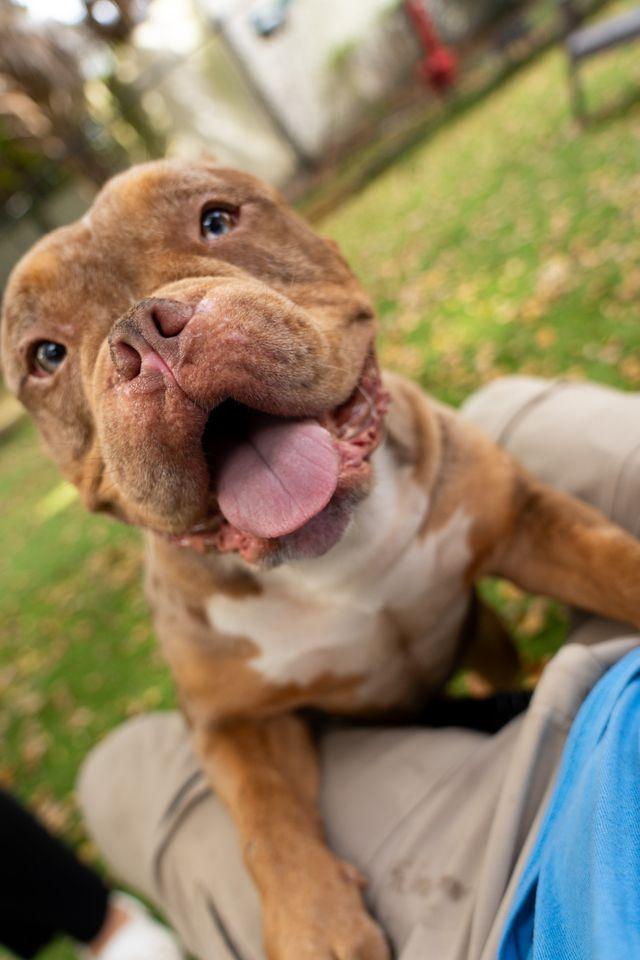 Mac, ADOPTABLE, Adult Male Pit Bull Terrier.