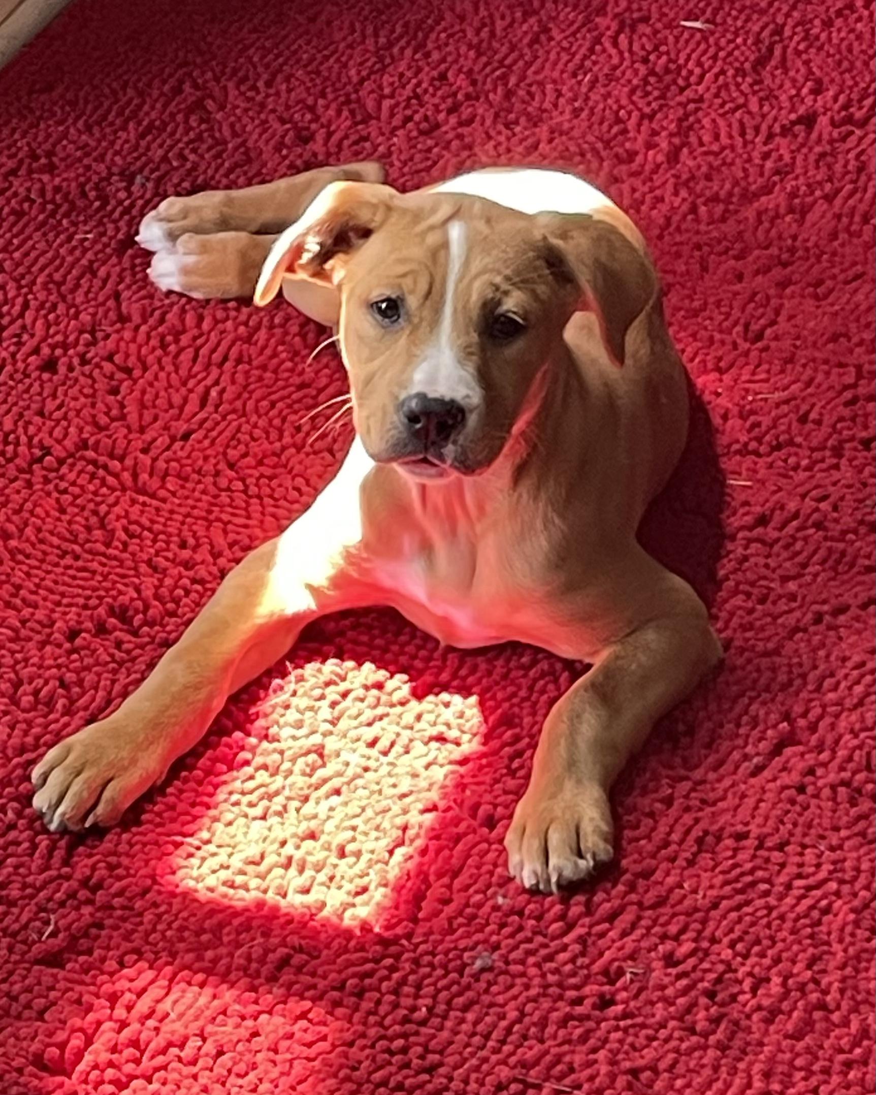 Mercury, Adoptable, Puppy Female Boxer.