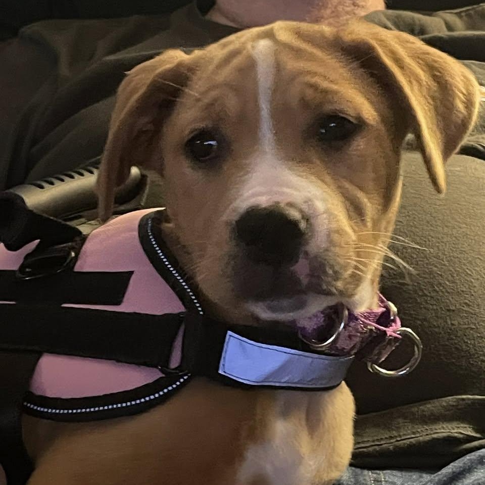 Mercury, a Adoptable mixed breed in Crystal Lake, IL image 2/6