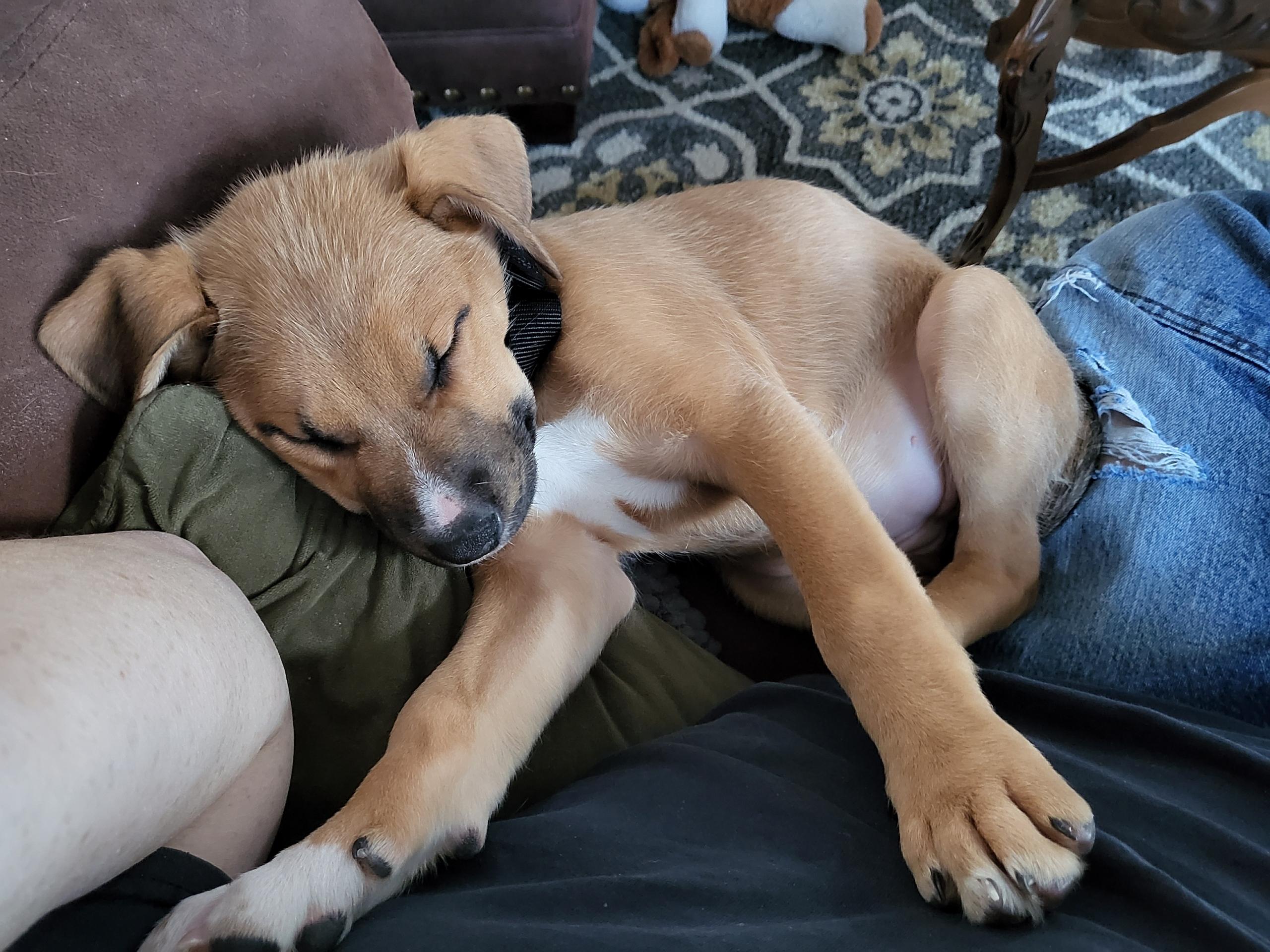 Mercury, a Adoptable mixed breed in Crystal Lake, IL image 3/6