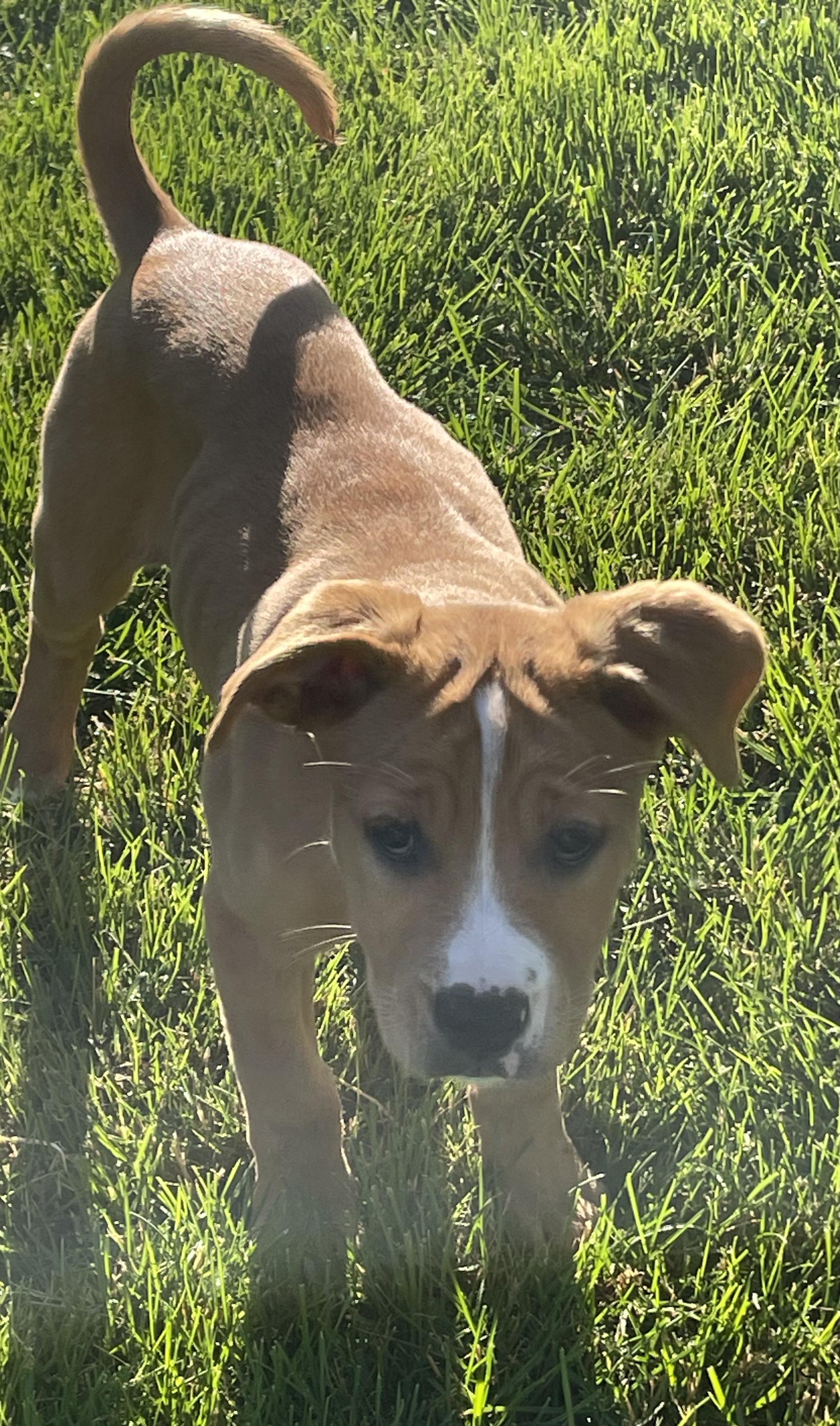 Mercury, a Adoptable mixed breed in Crystal Lake, IL image 5/6