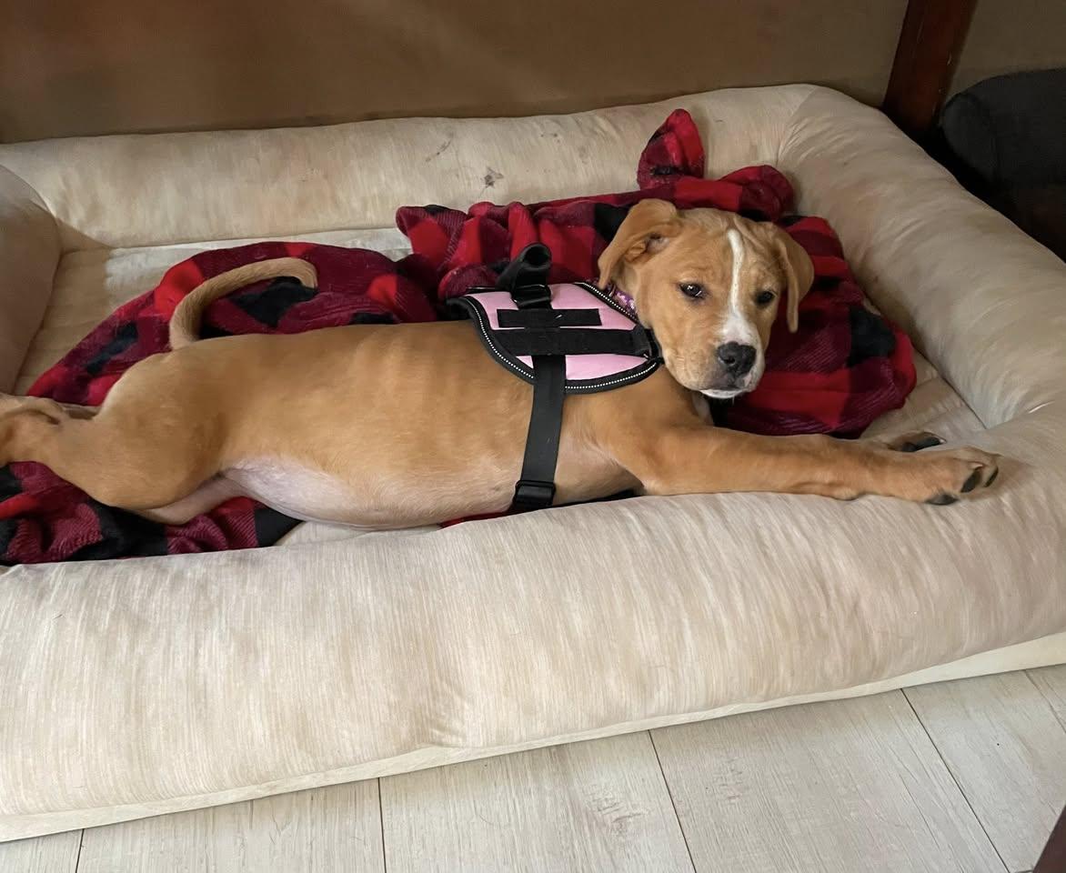 Mercury, a Adoptable mixed breed in Crystal Lake, IL image 4/6