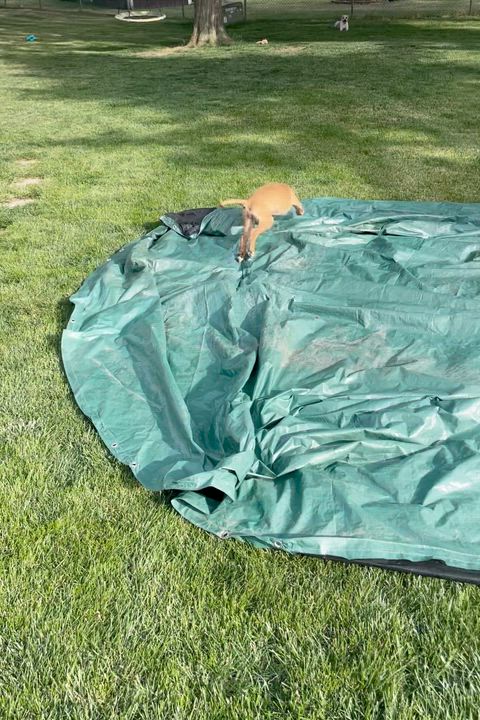Enlarge Mercury, a Adoptable mixed breed in Crystal Lake, IL video 6/6
