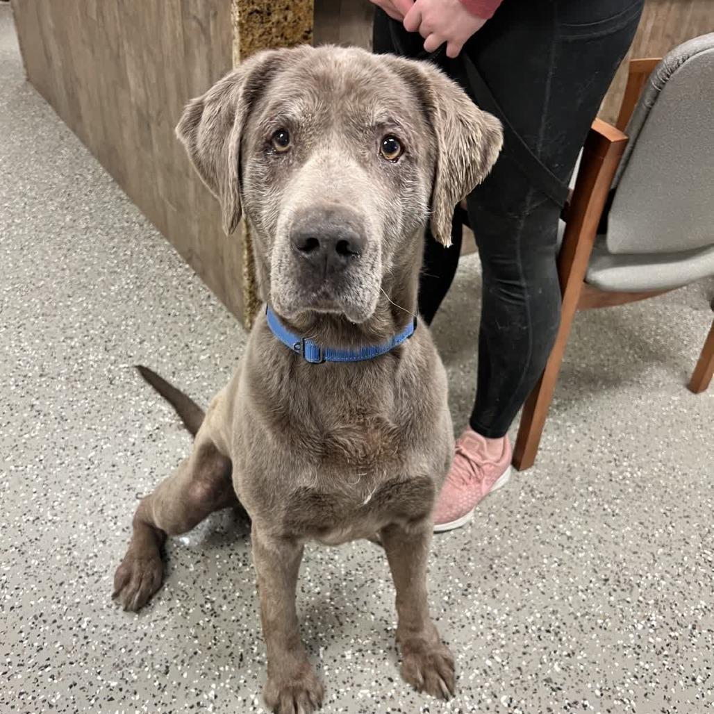 Chief, Adoptable, Senior Male Labrador Retriever.