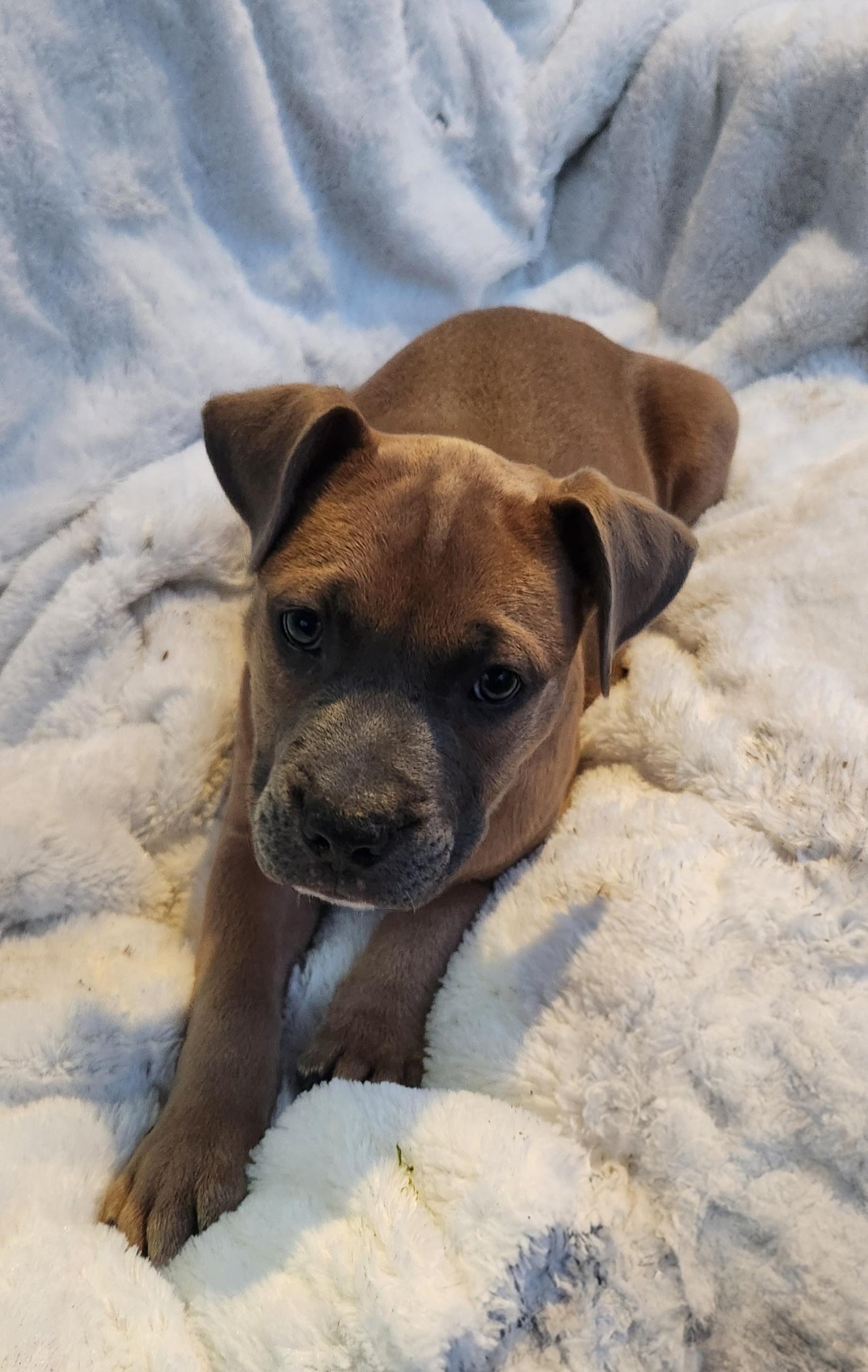 Enlarge Oaklee, an adopted Pit Bull Terrier in Freeland, MI image 3/4