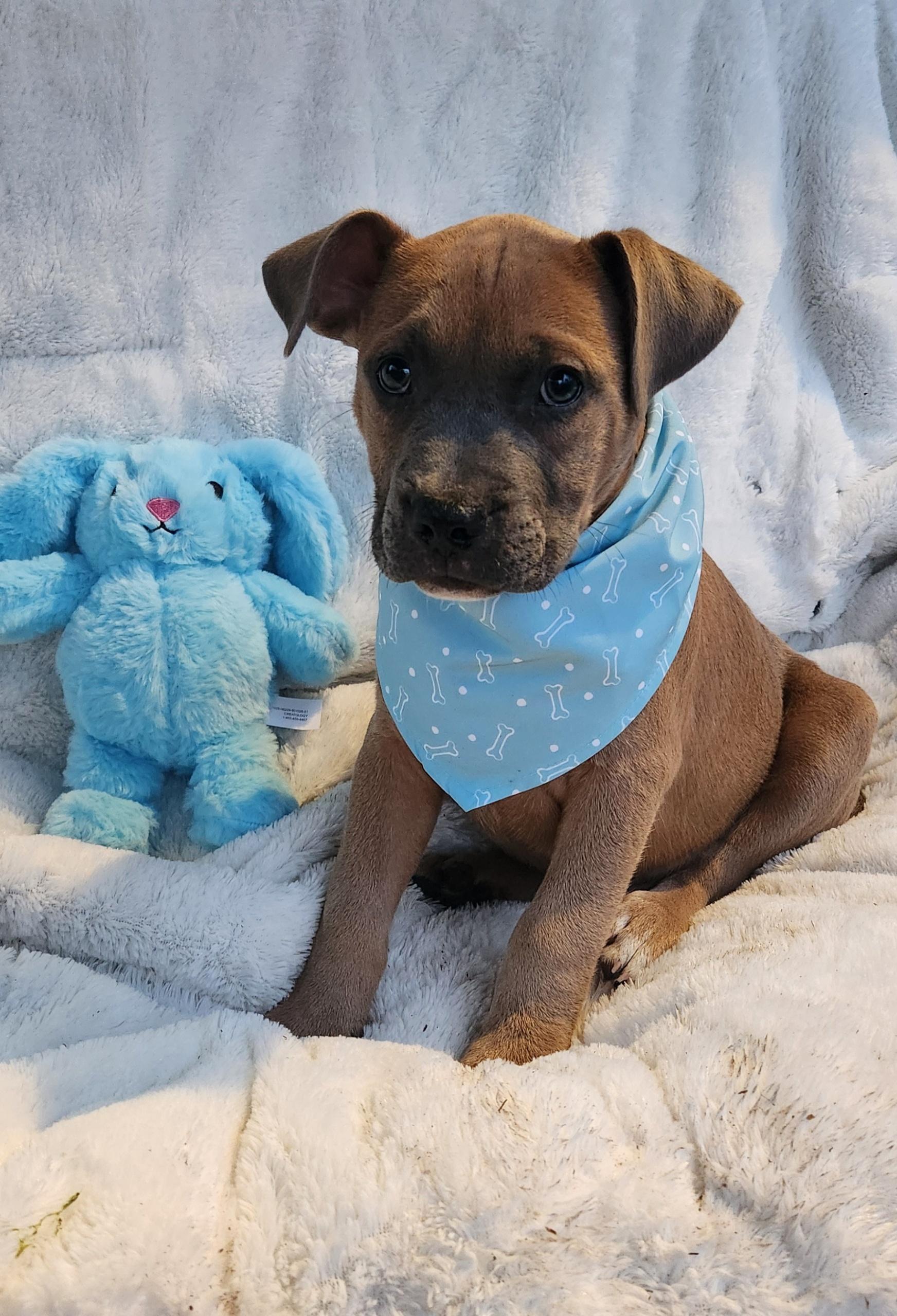 Enlarge Oaklee, an adopted Pit Bull Terrier in Freeland, MI image 2/4
