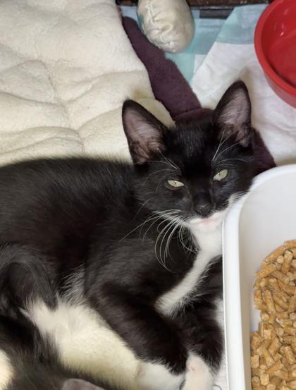 Reiss, Adoptable, Kitten Male Domestic Short Hair & Domestic Short Hair.