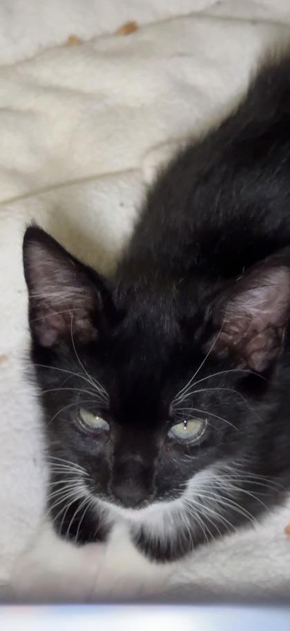 Reiss, Adoptable, Kitten Male Domestic Short Hair & Domestic Short Hair.
