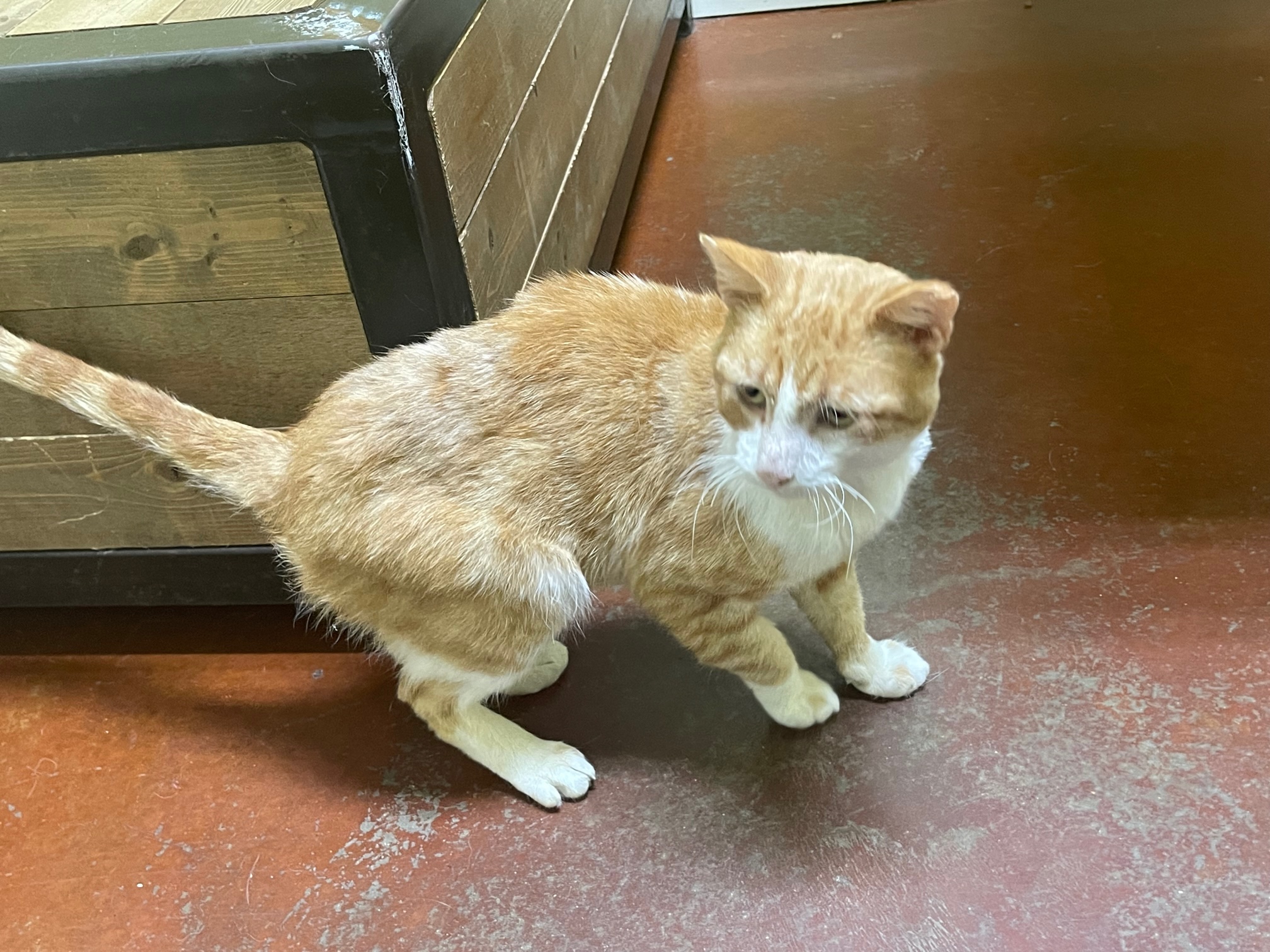 Banjo, a Adoptable Domestic Short Hair in Columbia, KY image 5/6