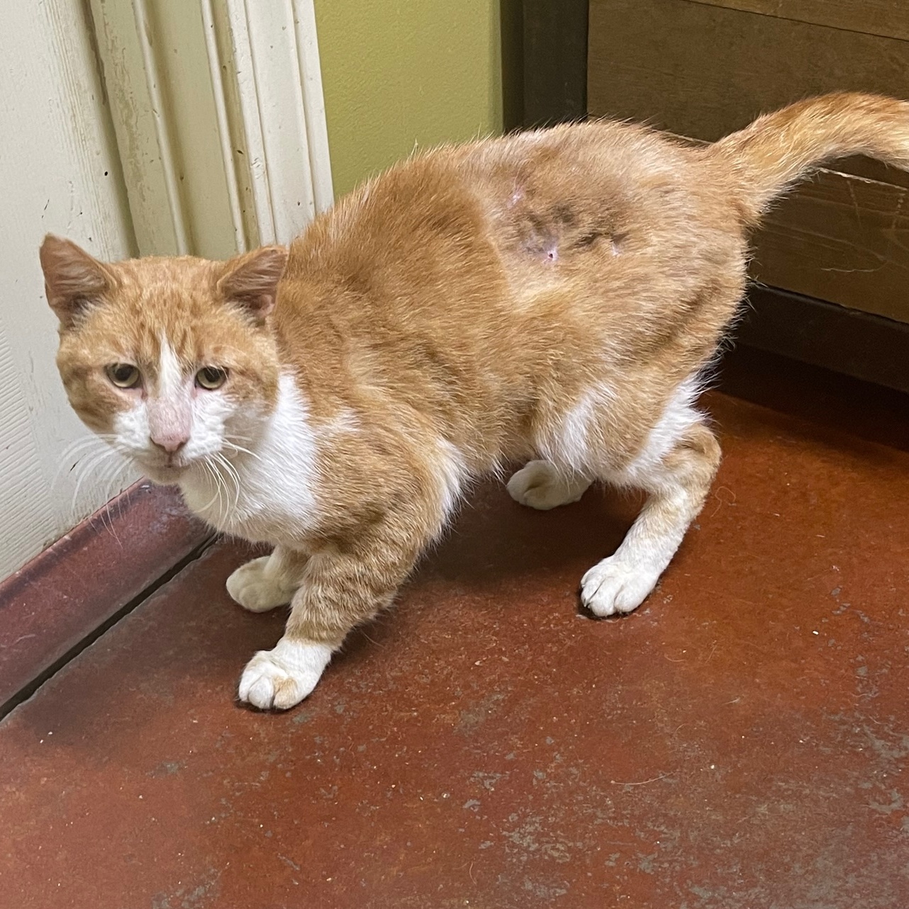 Banjo, a Adoptable Domestic Short Hair in Columbia, KY image 4/6