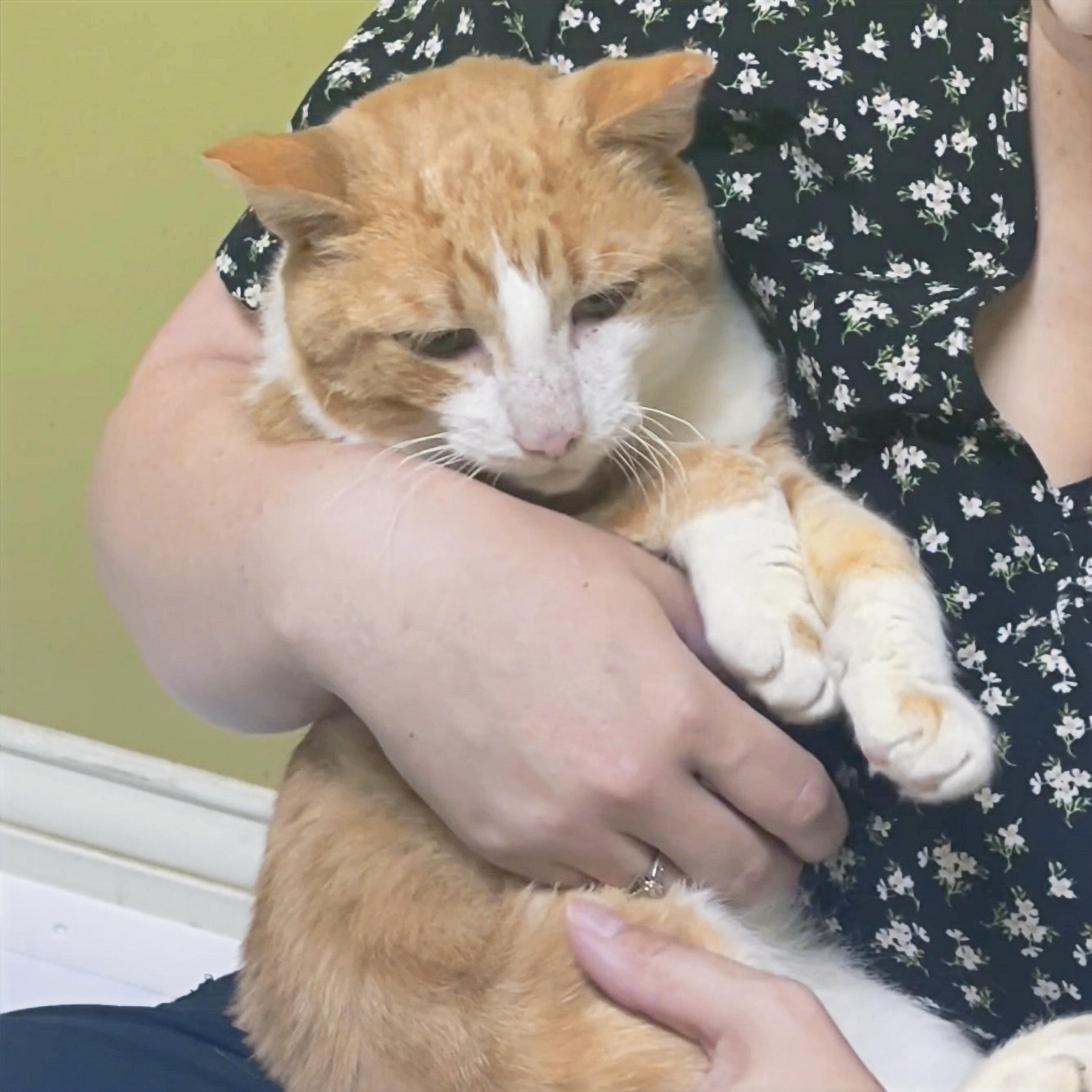 Banjo, Adoptable, Senior Male Domestic Short Hair.