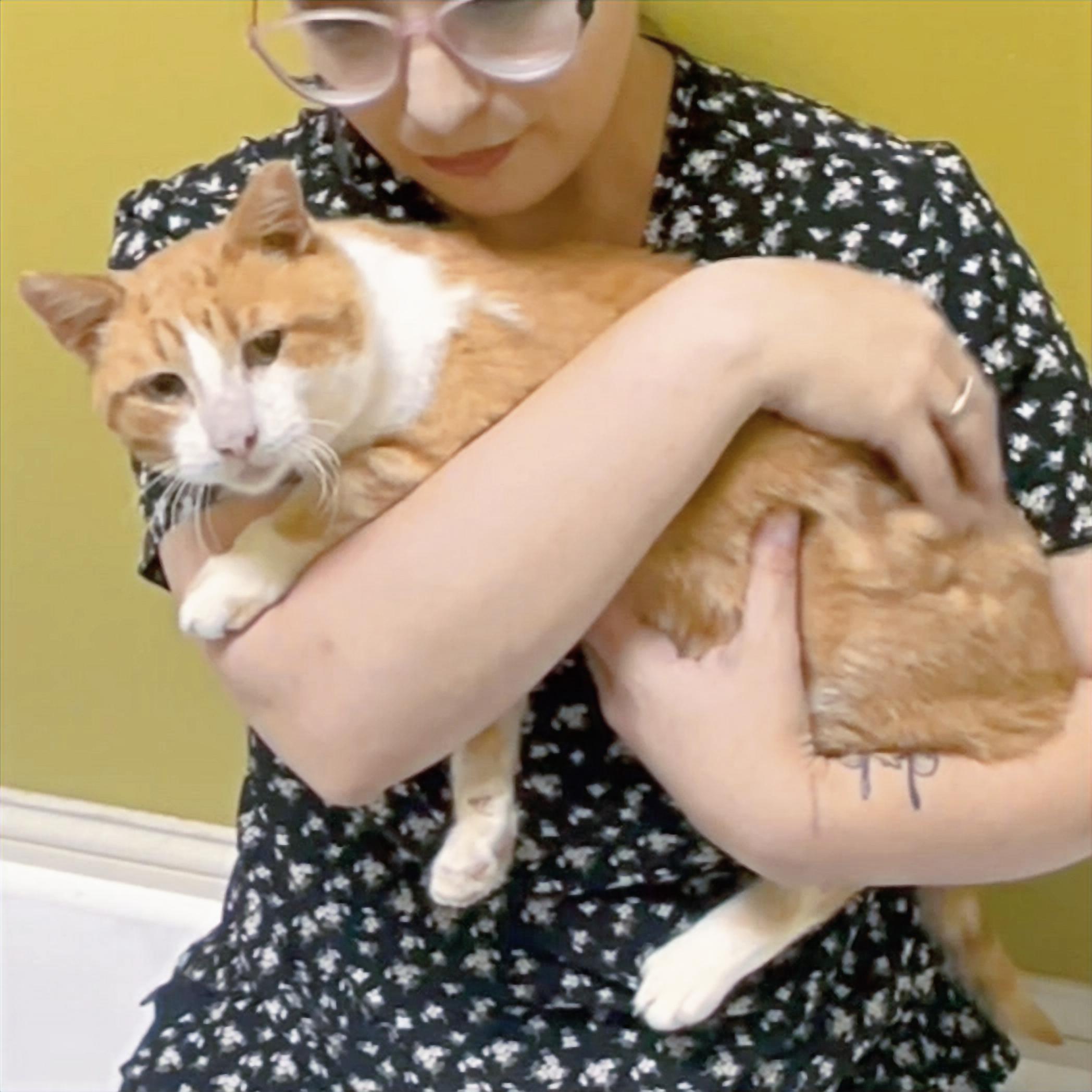 Banjo, a Adoptable Domestic Short Hair in Columbia, KY image 3/6