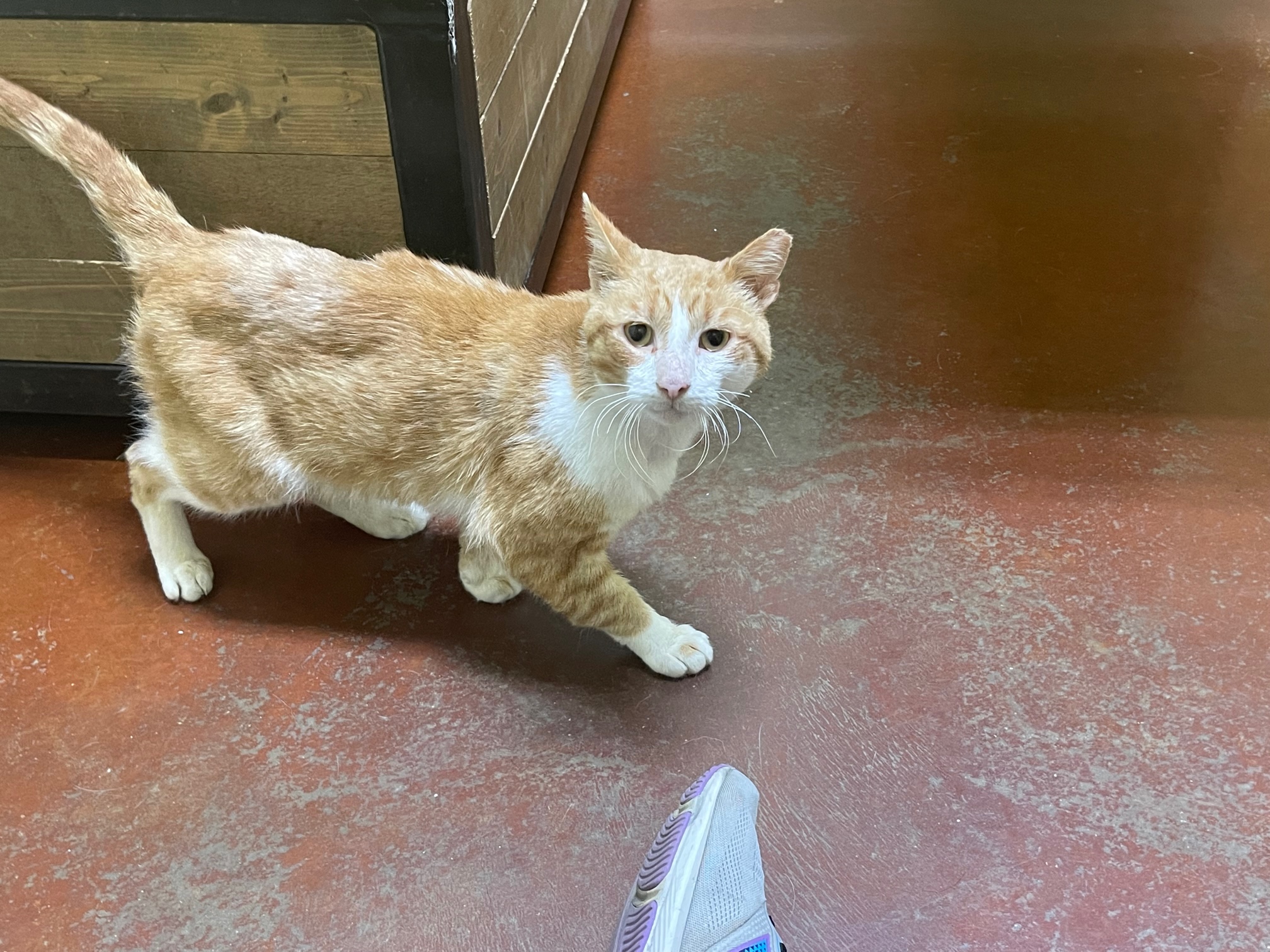 Banjo, a Adoptable Domestic Short Hair in Columbia, KY image 6/6