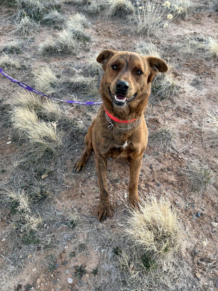 Zeus, Adoptable, Young Male German Shepherd Dog.