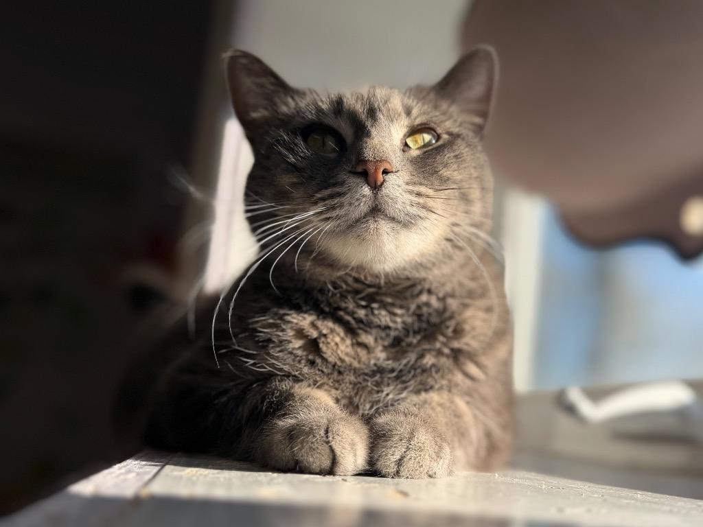 Stella, Adoptable, Adult Female Domestic Medium Hair.