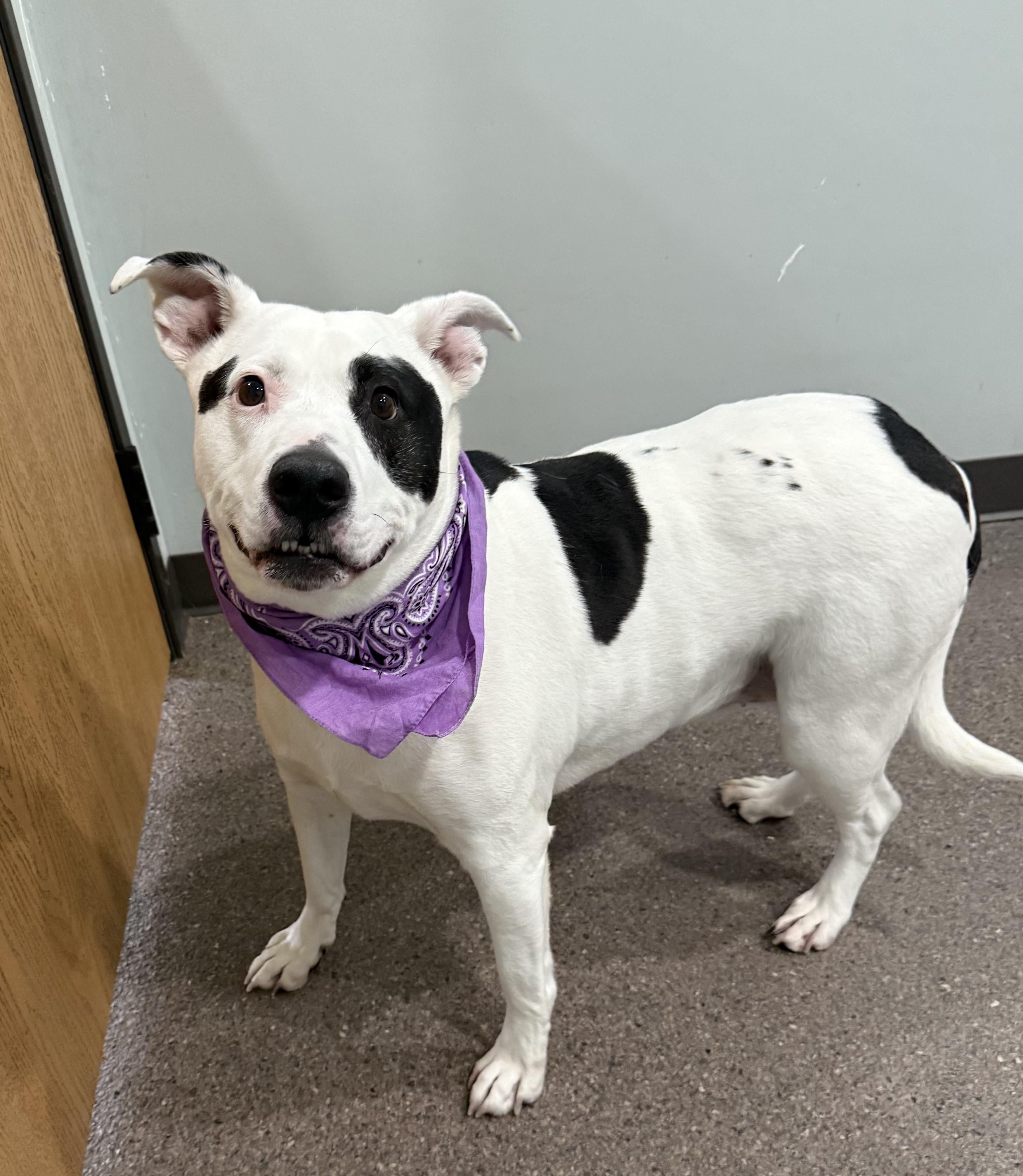 Enlarge Ella, a ADOPTABLE mixed breed in Sault Sainte Marie, MI image 2/2